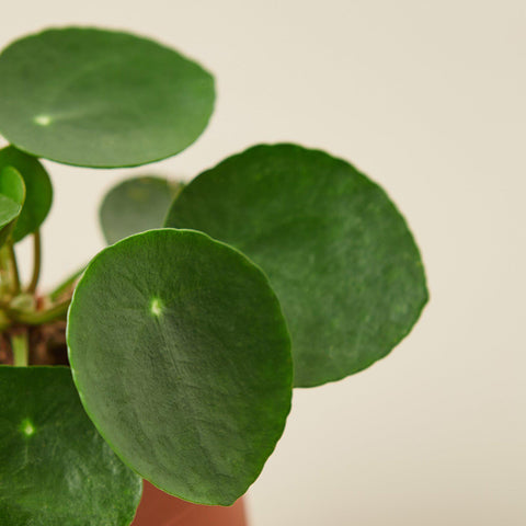 Pilea Peperomioides 'Chinese Money', additional product view 2
