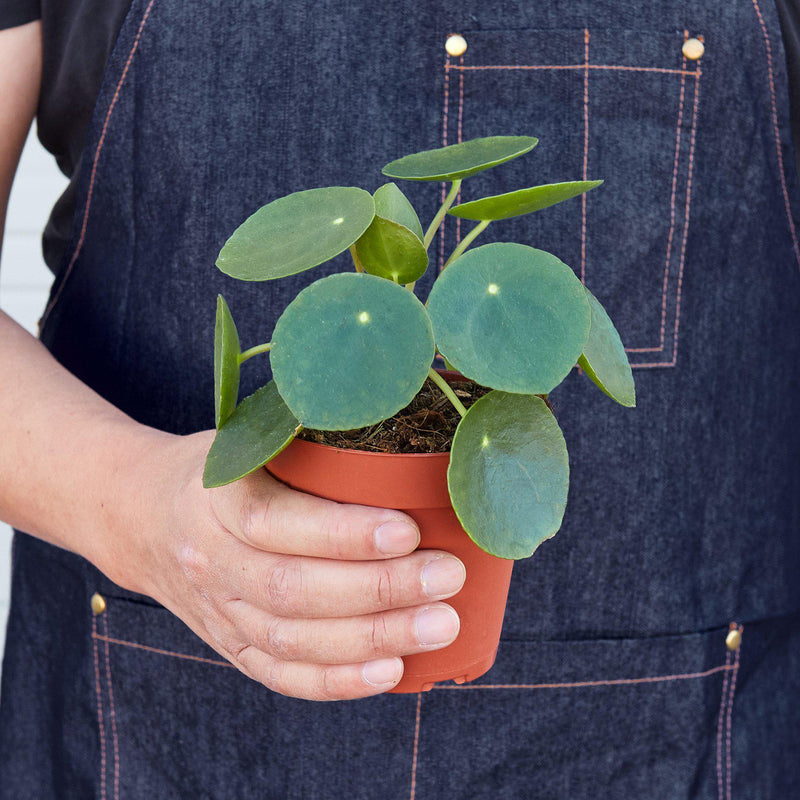 Load image into Gallery viewer, Pilea Peperomioides 'Chinese Money'
