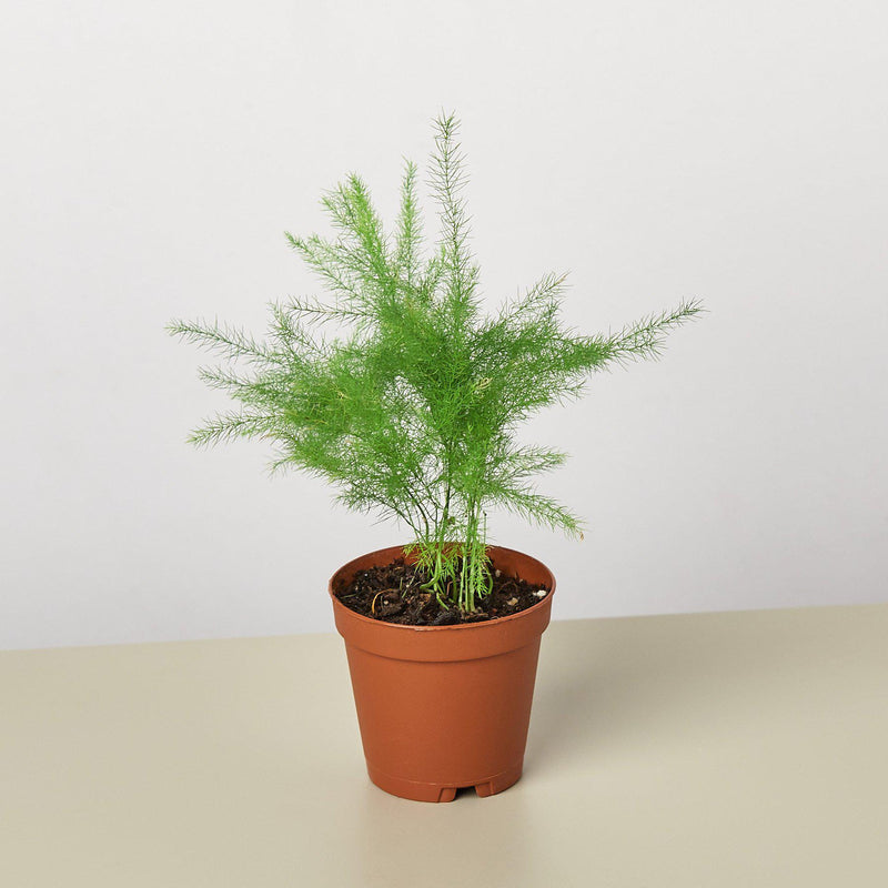 Load image into Gallery viewer, Fern 'Asparagus'
