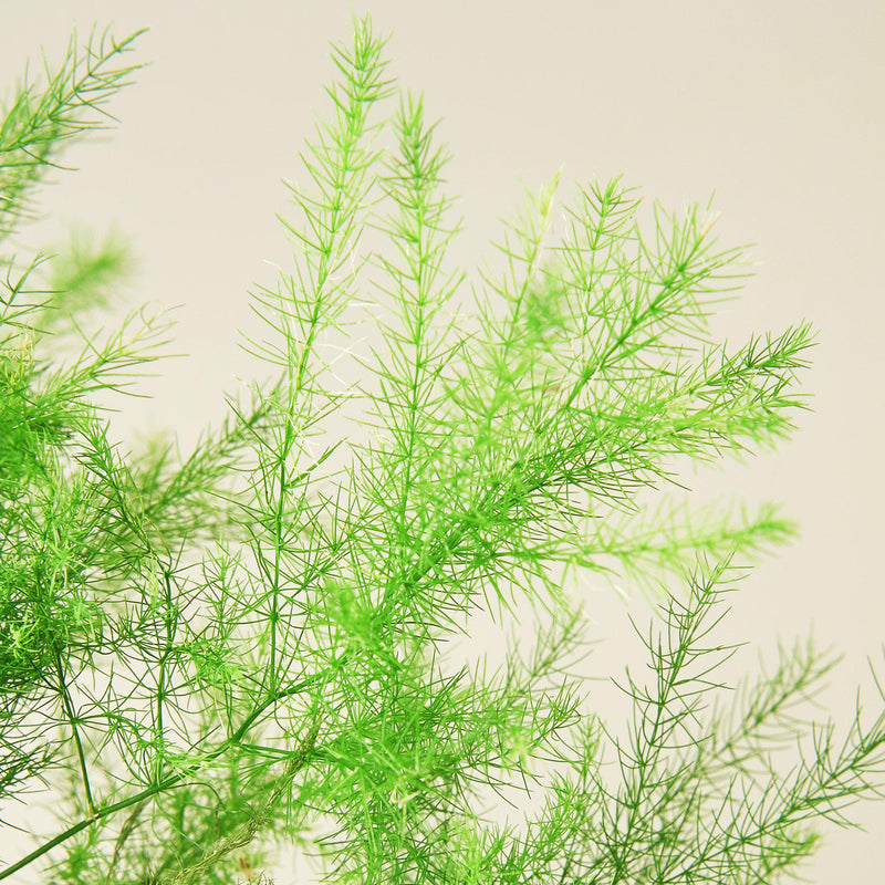 Load image into Gallery viewer, Fern 'Asparagus'
