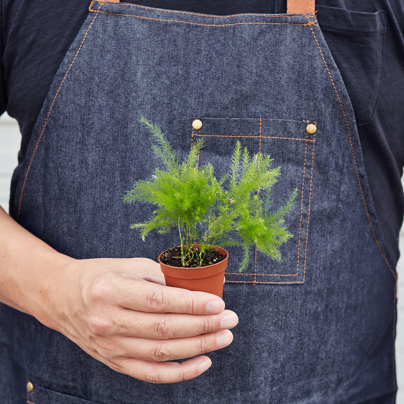 Load image into Gallery viewer, Fern 'Asparagus'
