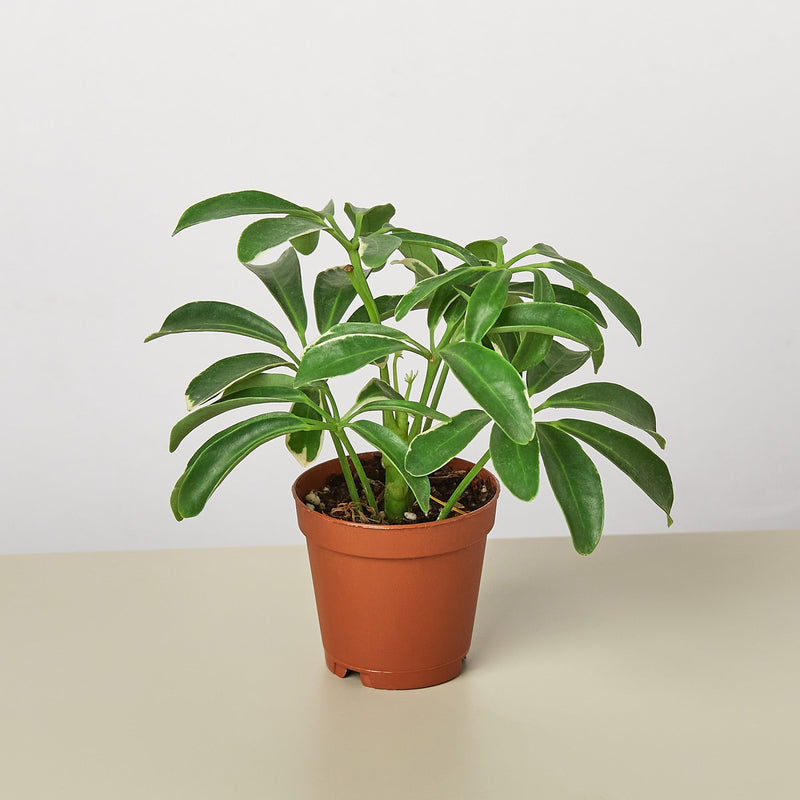 Load image into Gallery viewer, Schefflera Arboricola
