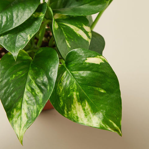 Pothos 'Golden', additional product view 2