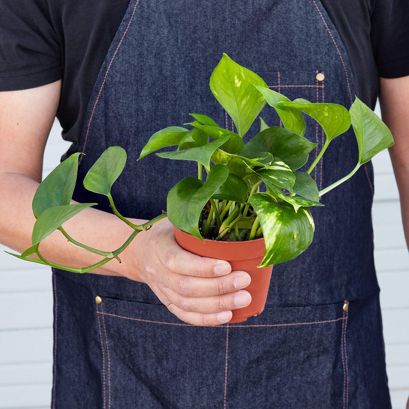 Load image into Gallery viewer, Pothos 'Golden'
