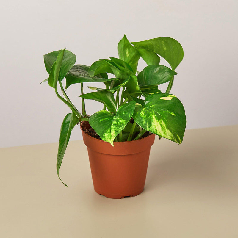 Load image into Gallery viewer, Pothos 'Golden'
