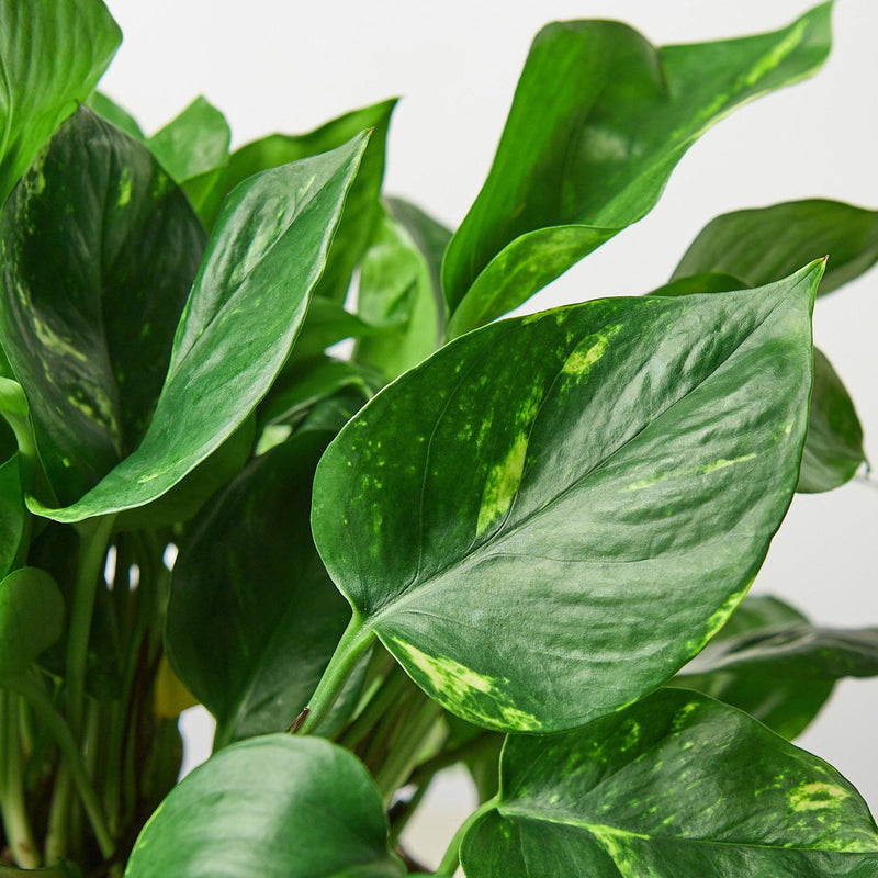 Load image into Gallery viewer, Pothos 'Golden'
