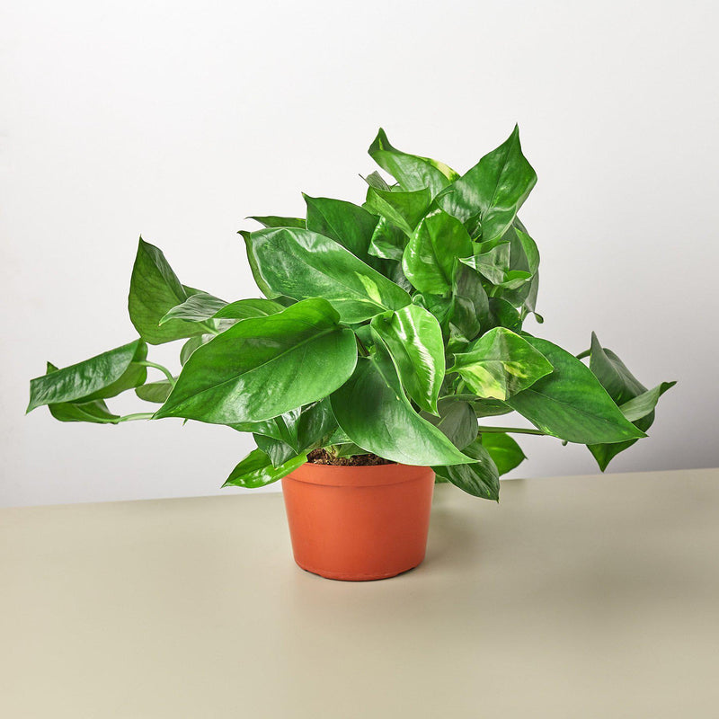 Load image into Gallery viewer, Pothos 'Golden'
