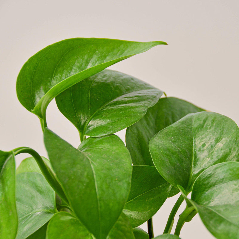 Load image into Gallery viewer, Pothos 'Green Queen'
