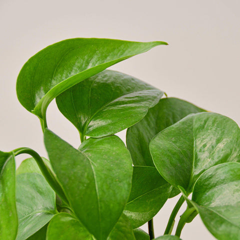 Pothos 'Green Queen', additional product view 2