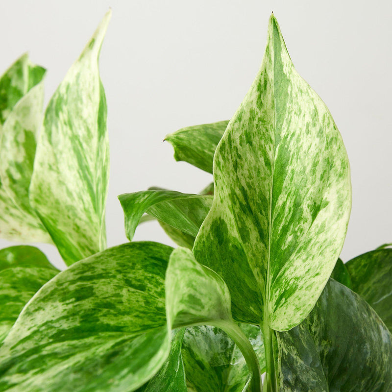 Load image into Gallery viewer, Pothos 'Marble Queen'
