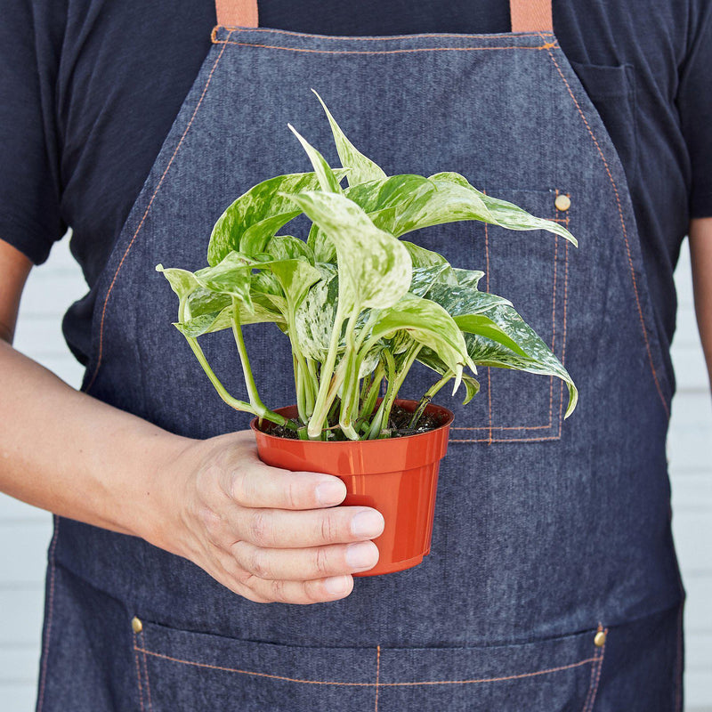 Load image into Gallery viewer, Pothos 'Marble Queen'
