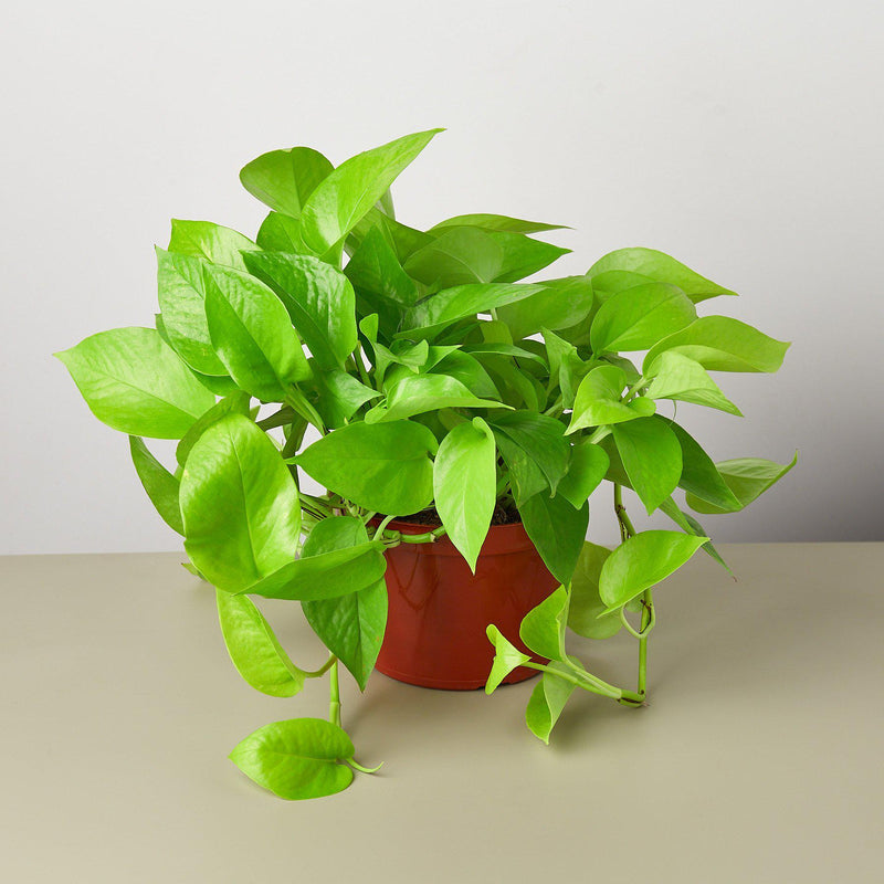 Load image into Gallery viewer, Pothos 'Neon'
