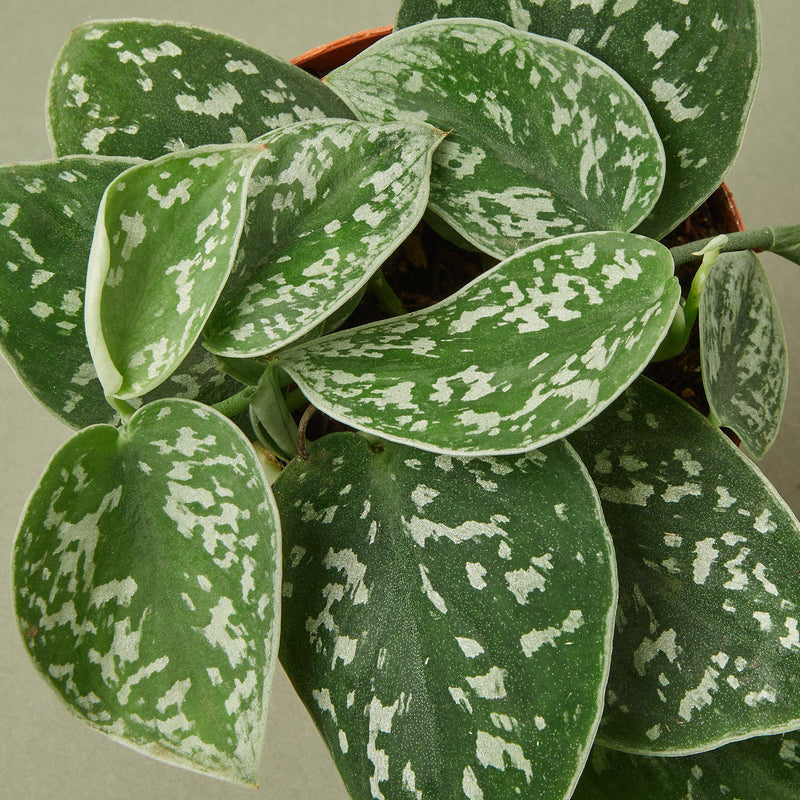 Load image into Gallery viewer, Pothos 'Satin'
