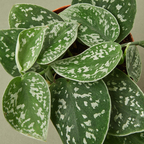 Pothos 'Satin', additional product view 2