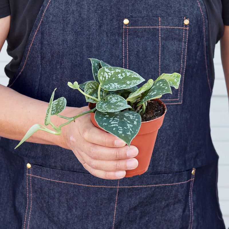 Load image into Gallery viewer, Pothos 'Satin'
