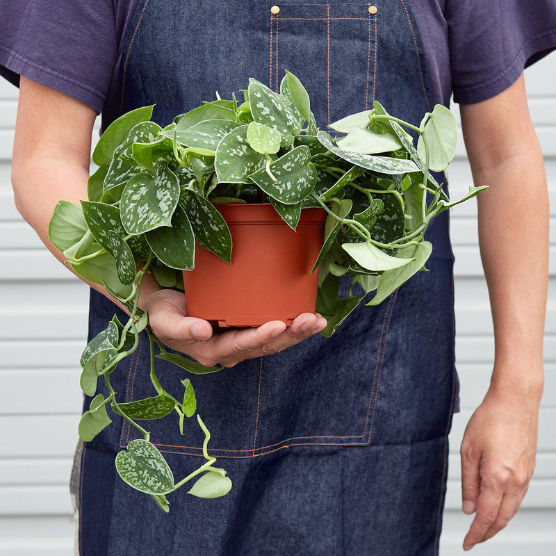 Load image into Gallery viewer, Pothos 'Satin'
