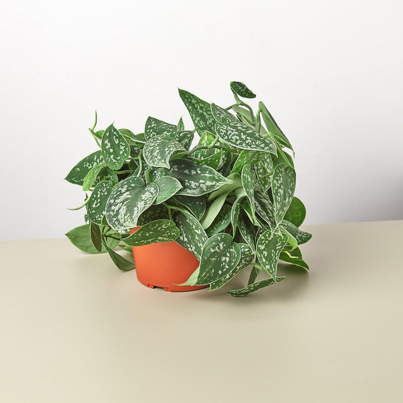 Load image into Gallery viewer, Pothos 'Satin'
