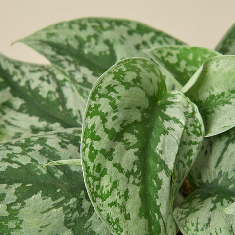 Pothos 'Silver Splash', additional product view 2