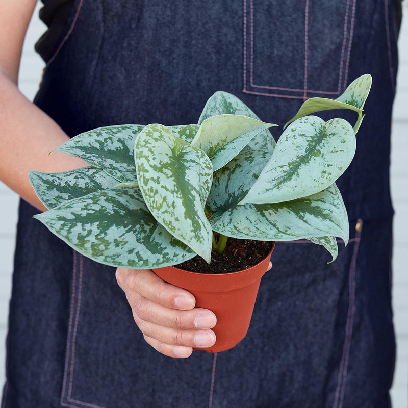 Load image into Gallery viewer, Pothos 'Silver Splash'
