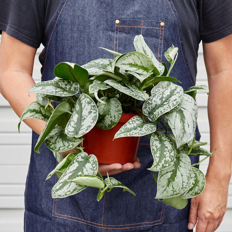 Load image into Gallery viewer, Pothos 'Silver Splash'

