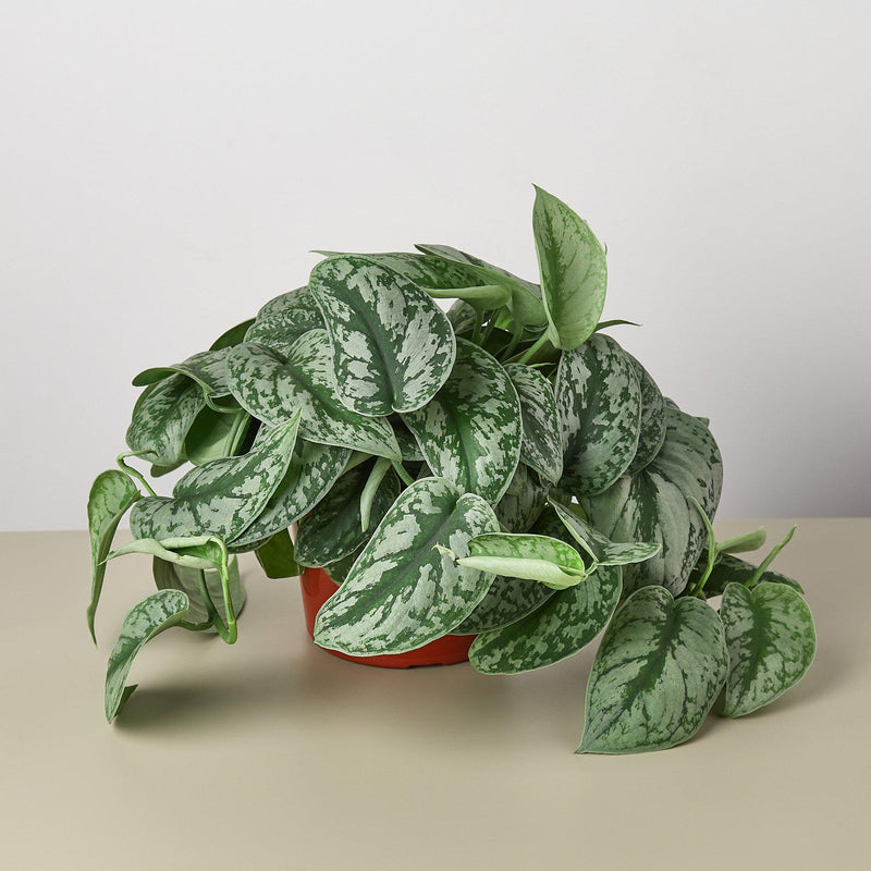 Load image into Gallery viewer, Pothos 'Silver Splash'
