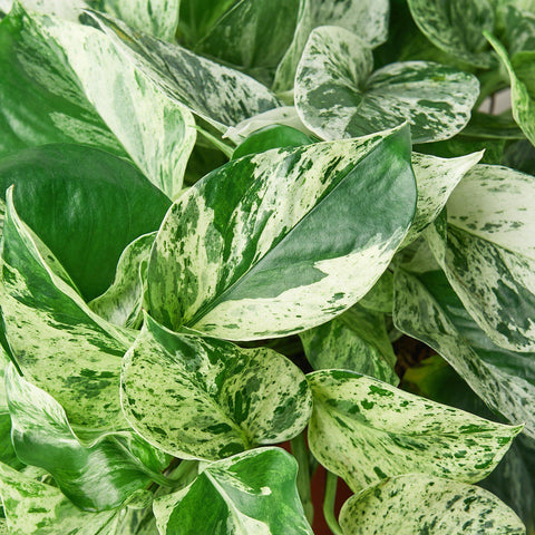 Pothos 'Marble Queen', detail view