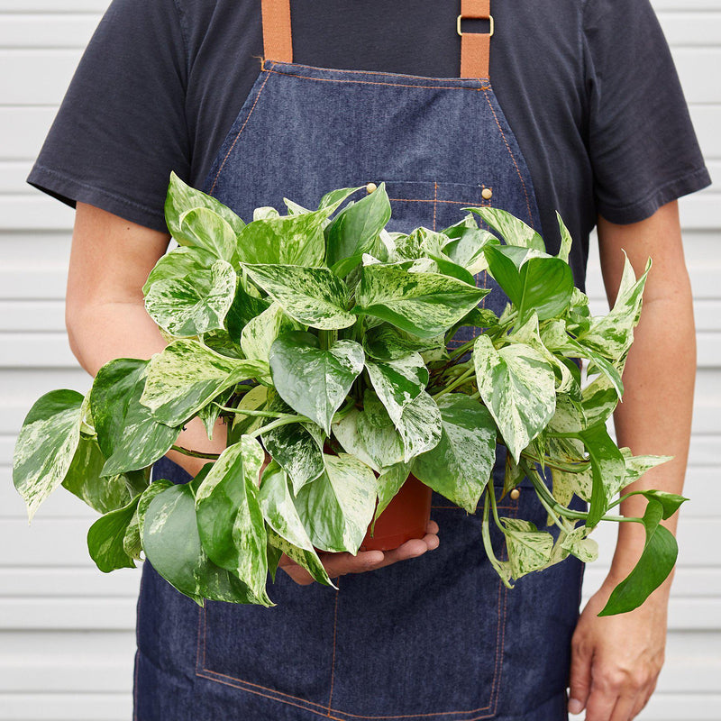 Load image into Gallery viewer, Pothos 'Marble Queen'
