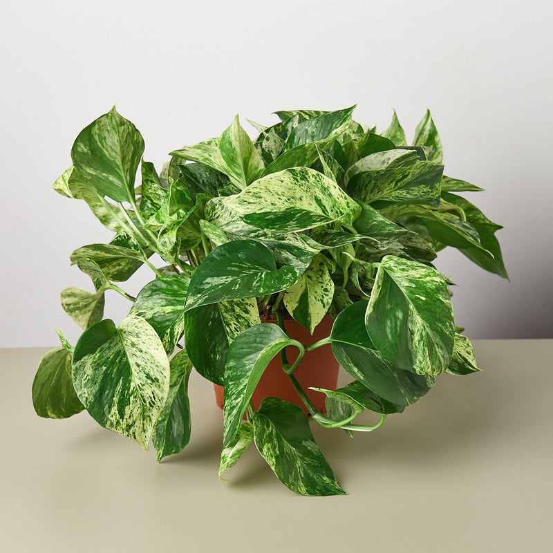 Load image into Gallery viewer, Pothos 'Marble Queen'
