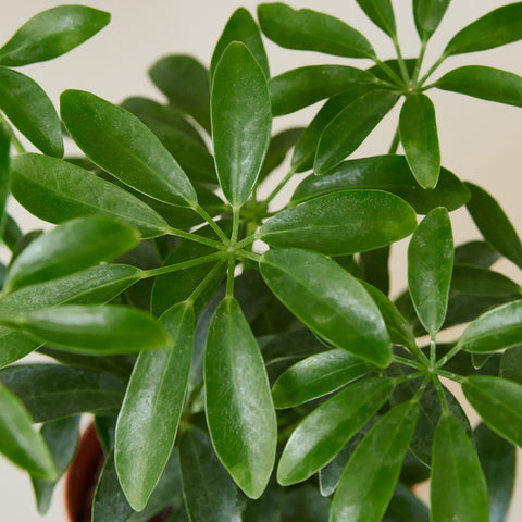 Schefflera Arboricola, additional product view 2