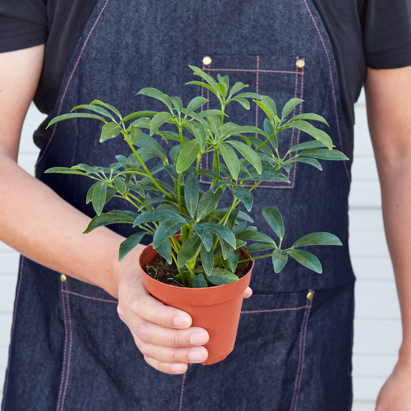 Load image into Gallery viewer, Schefflera Arboricola
