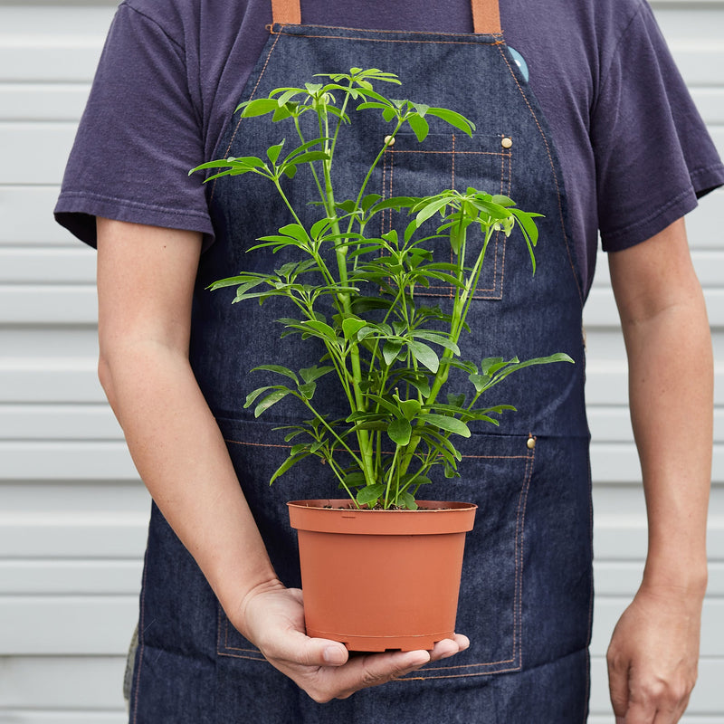 Load image into Gallery viewer, Schefflera Arboricola
