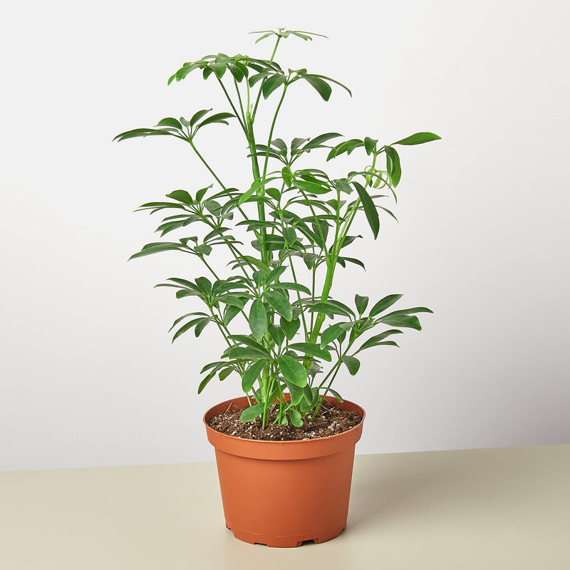 Load image into Gallery viewer, Schefflera Arboricola

