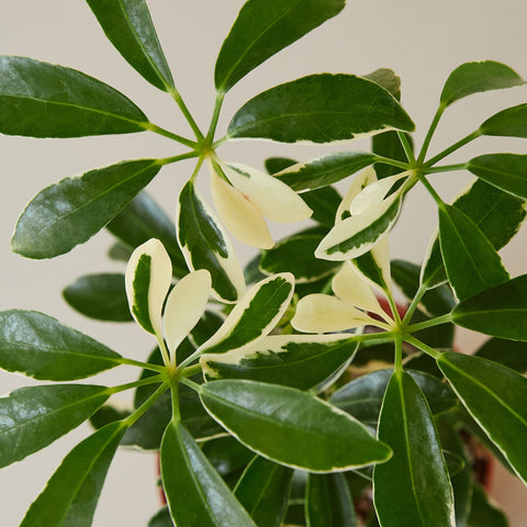Schefflera 'Moonlight', additional product view 2