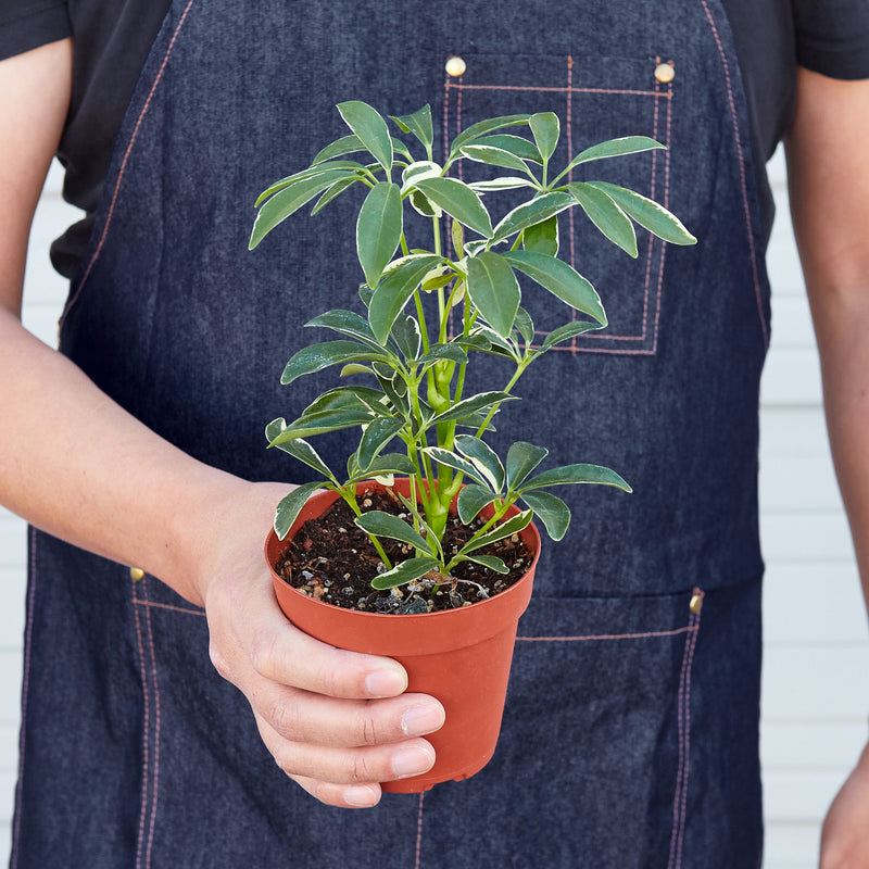 Load image into Gallery viewer, Schefflera 'Moonlight'
