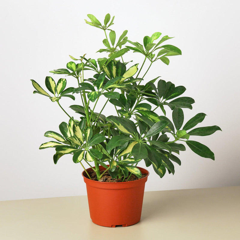 Load image into Gallery viewer, Schefflera 'Variegated'
