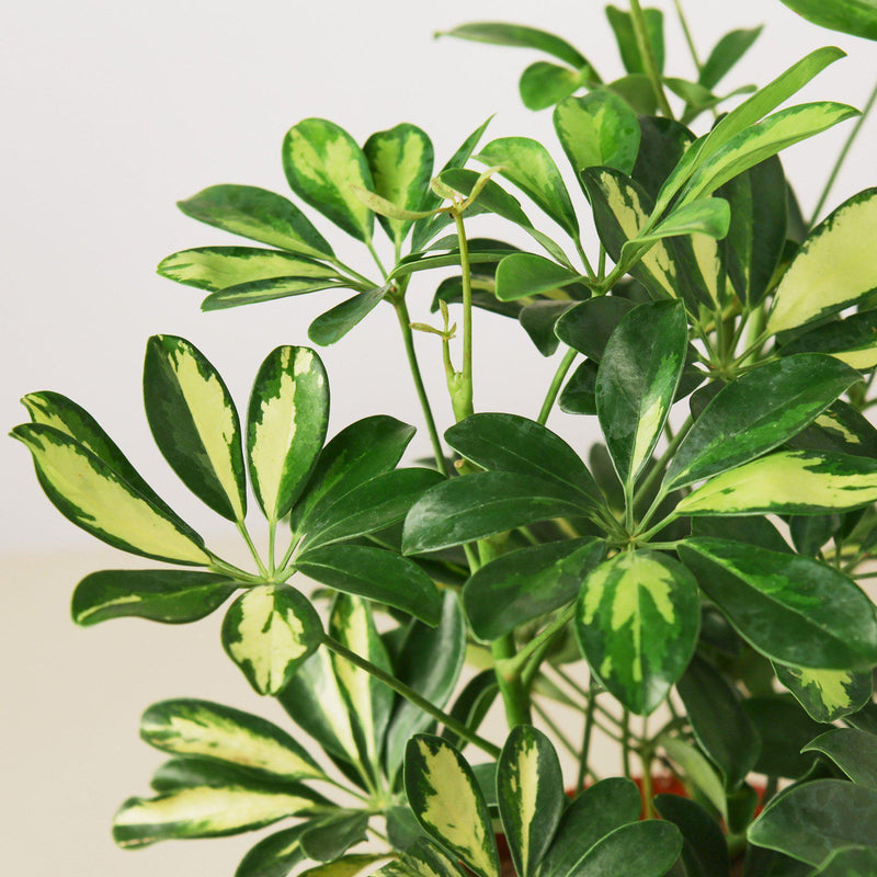 Load image into Gallery viewer, Schefflera 'Variegated'
