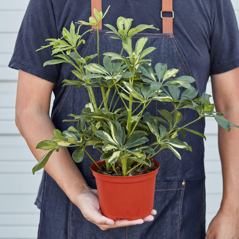 Load image into Gallery viewer, Schefflera 'Variegated'
