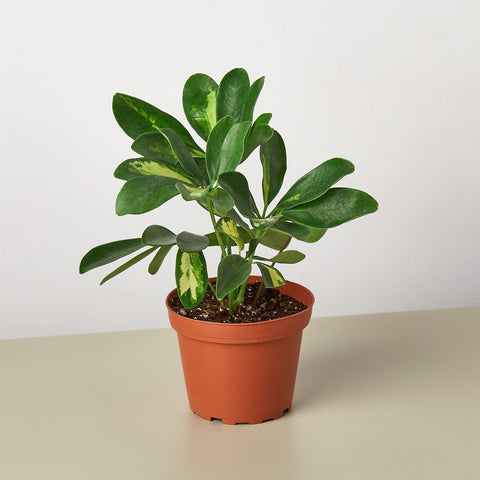 Schefflera Variegated