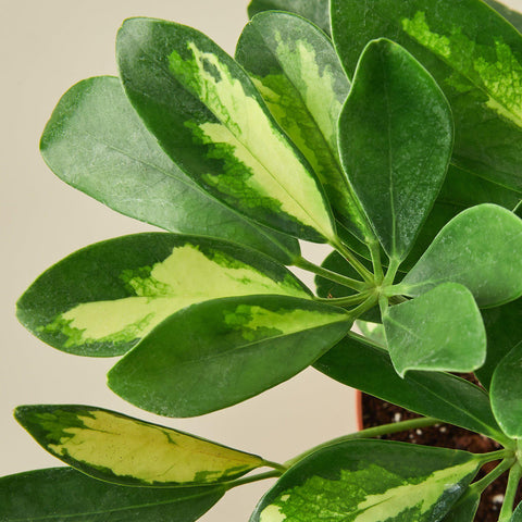 Schefflera 'Variegated', detail view