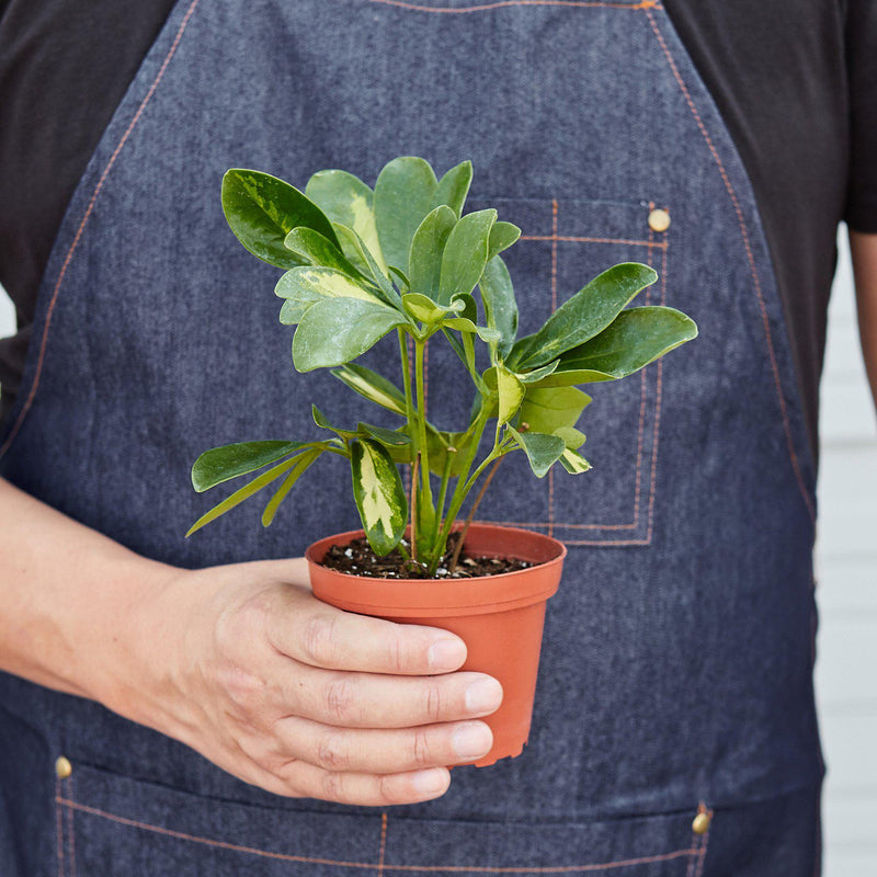 Load image into Gallery viewer, Schefflera 'Variegated'

