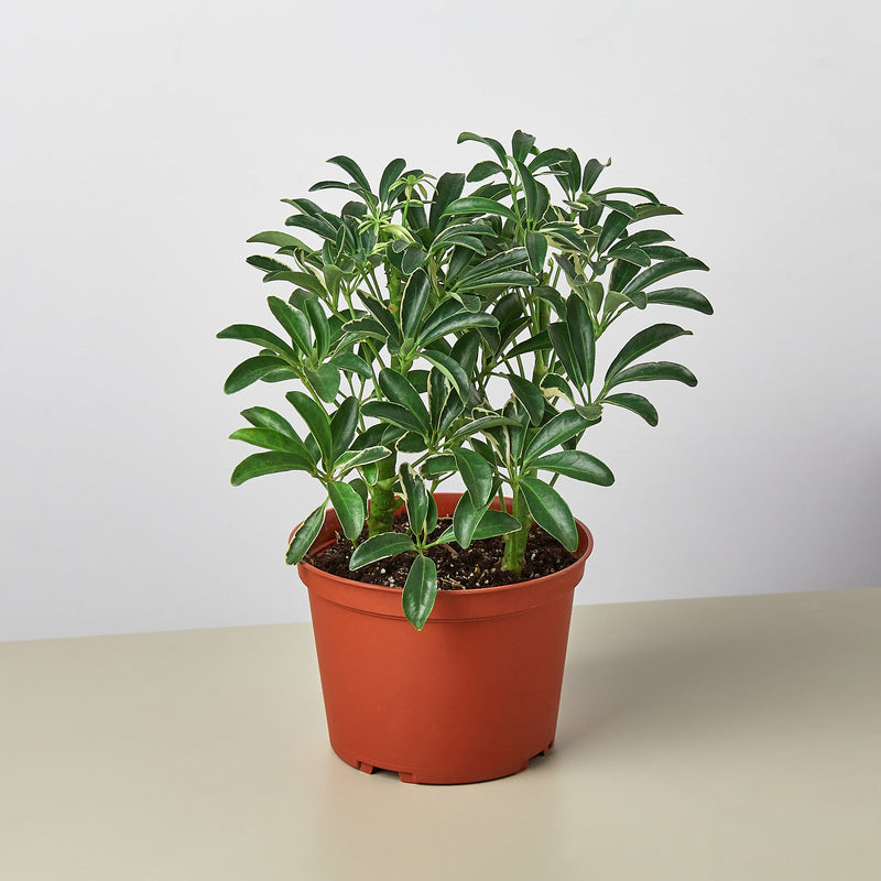 Load image into Gallery viewer, Schefflera 'Moonlight'
