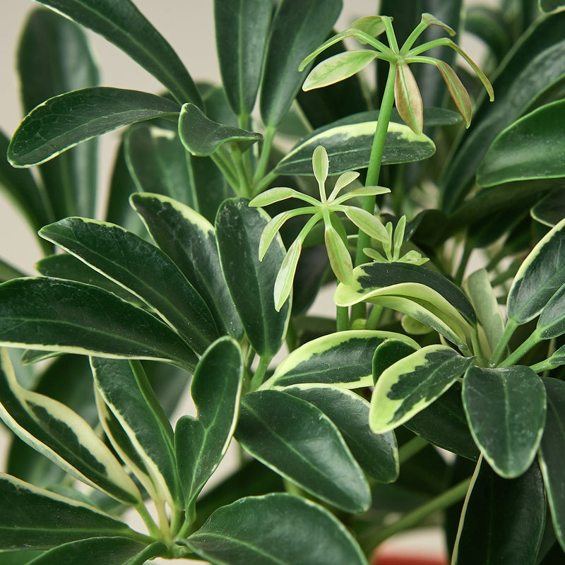 Load image into Gallery viewer, Schefflera 'Moonlight'
