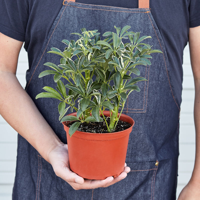 Load image into Gallery viewer, Schefflera 'Moonlight'
