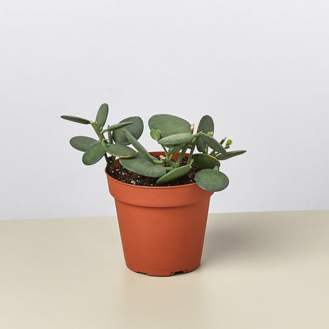 Succulent Xerosicyos Silver Dollar