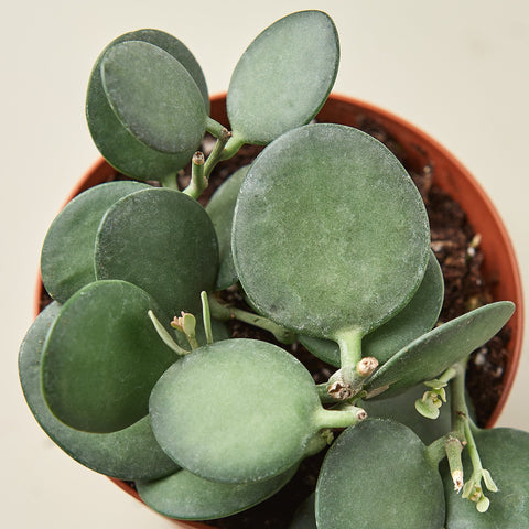 Succulent Xerosicyos 'Silver Dollar', detail view