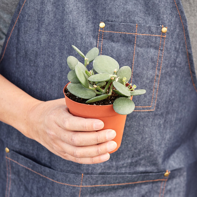 Load image into Gallery viewer, Succulent Xerosicyos 'Silver Dollar'
