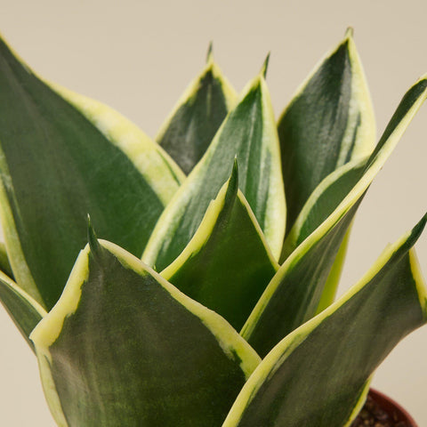 Snake Plant 'Black Gold', additional product view 2