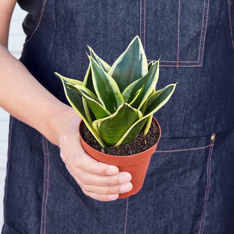Load image into Gallery viewer, Snake Plant 'Black Gold'
