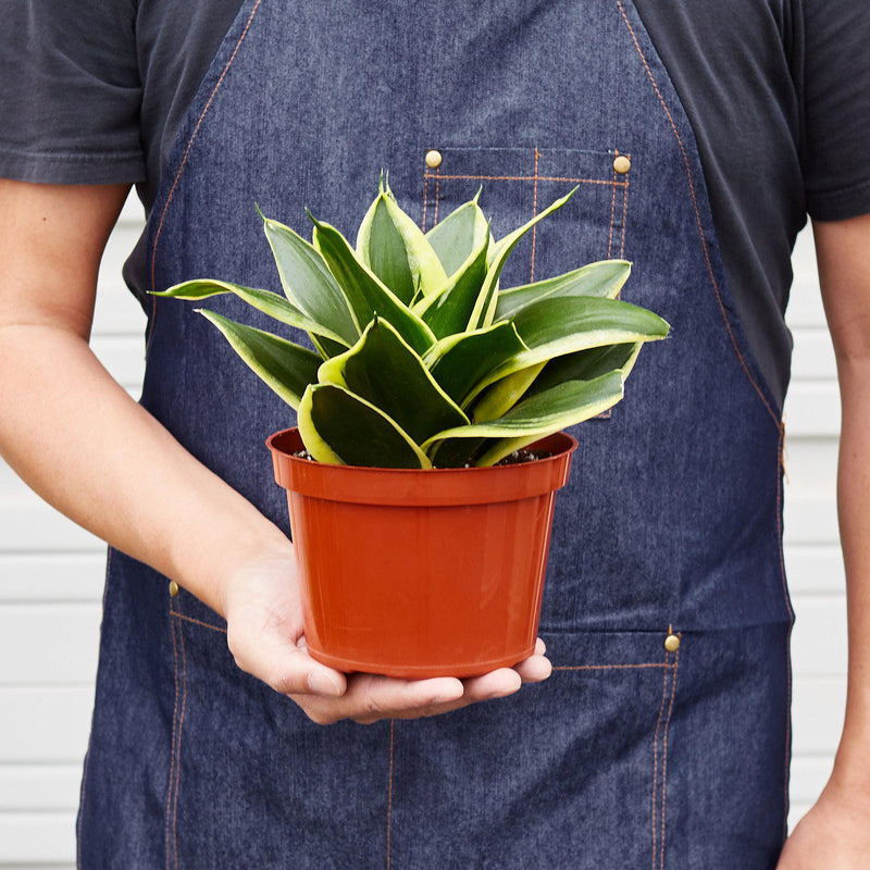 Load image into Gallery viewer, Snake Plant 'Black Gold'

