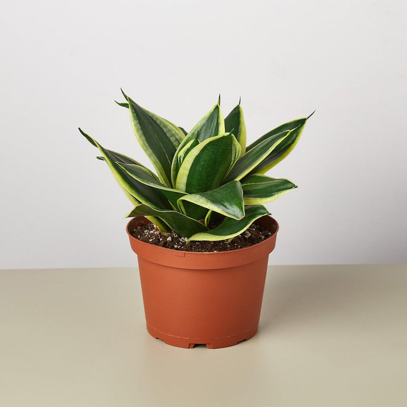 Load image into Gallery viewer, Snake Plant 'Black Gold'
